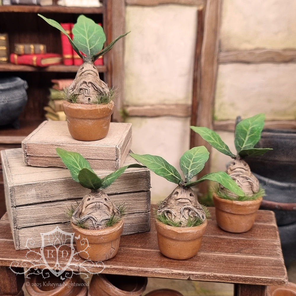 mandrake potted plant Potted Mandrakes