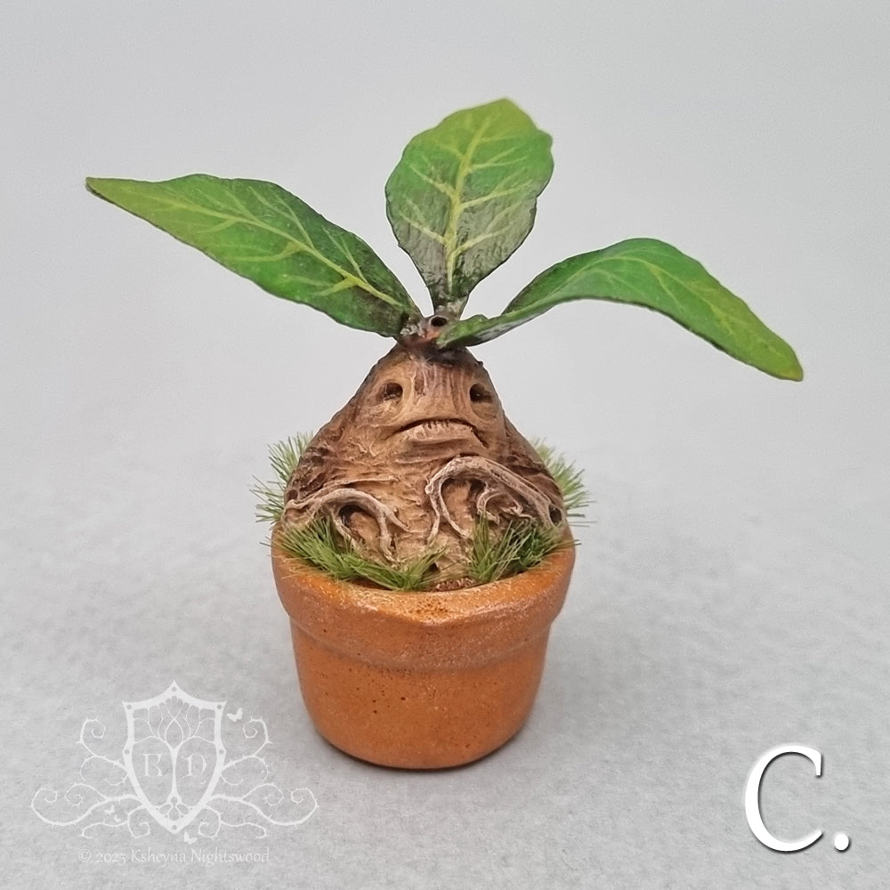 Potted Mandrakes