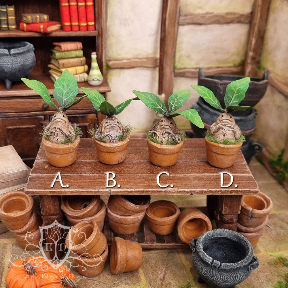 Potted Mandrakes
