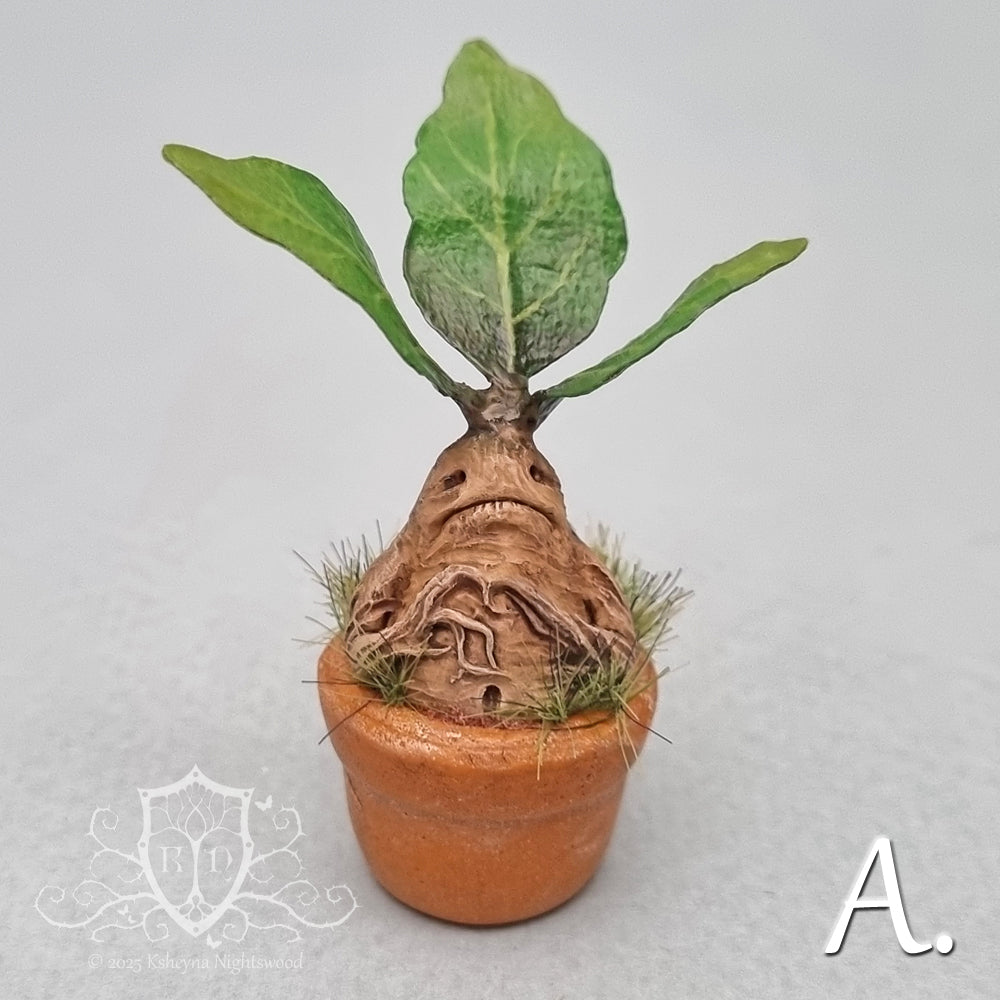 Potted Mandrakes