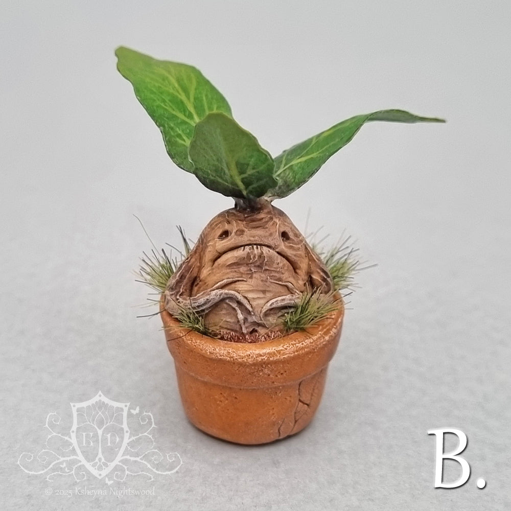Potted Mandrakes