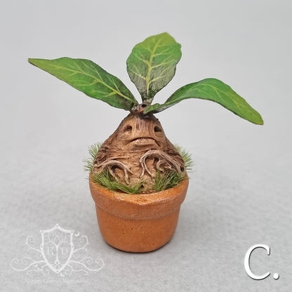 Potted Mandrakes