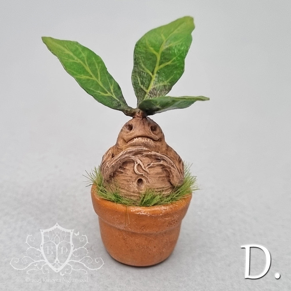 Potted Mandrakes