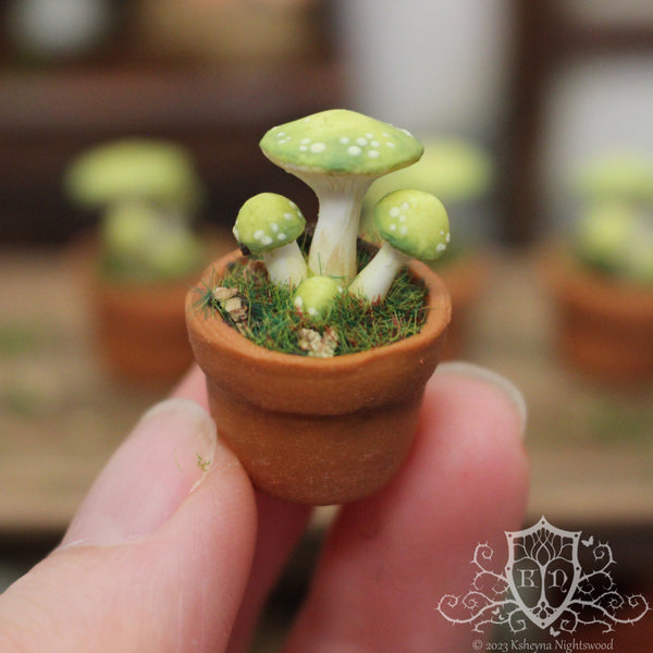 Potted Toadstool - Witches Delight