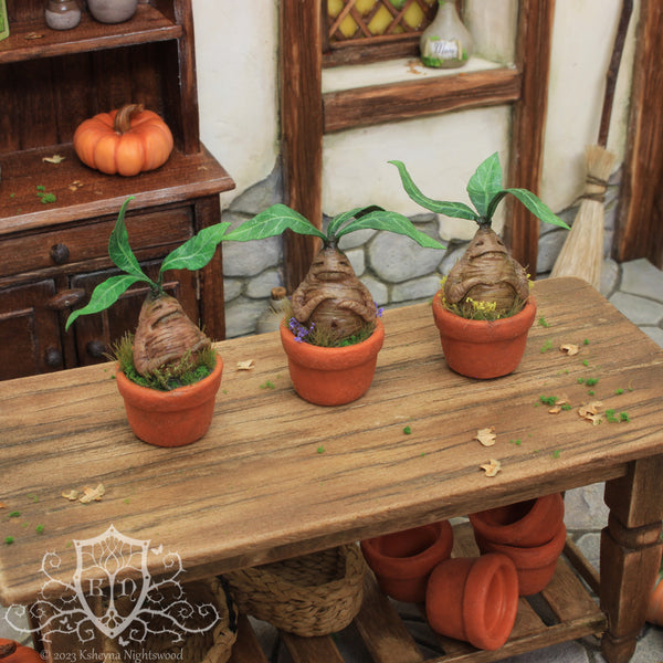 Potted Mandrake