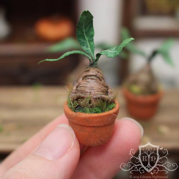 Potted Mandrake