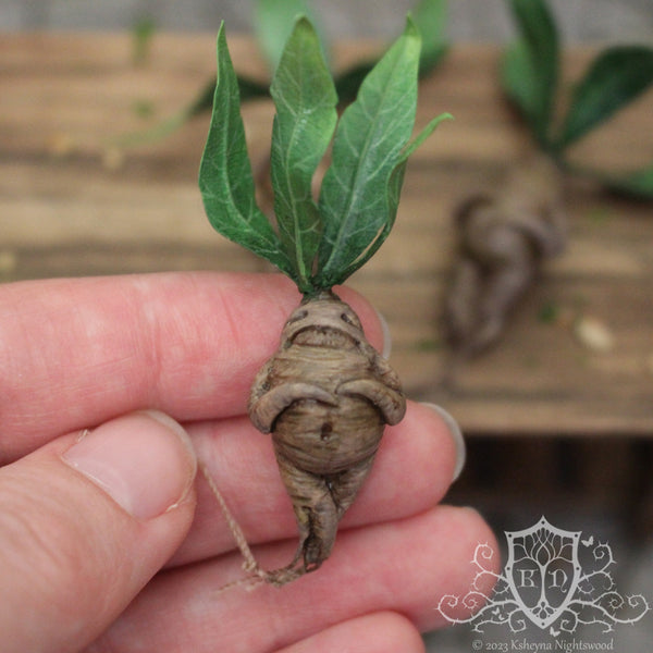 Mandrake Root